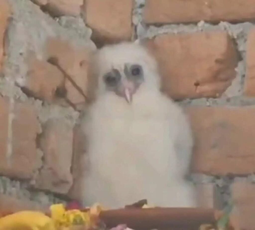 CG News : गरुड़ जैसा दिखने वाला सफेद उल्लू घर में घुसा, भगवान विष्णु का वाहन मानकर ग्रामीणों ने शुरू किया पूजा-पाठ