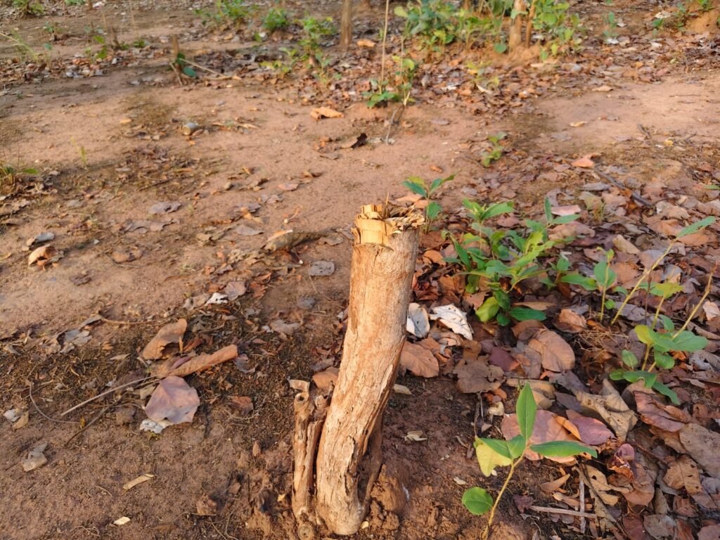 नहानबिरी के सागौन प्लांटेशन पर संकट: अवैध कटाई और अतिक्रमण से वन संपदा को भारी नुकसान