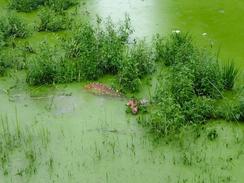 आवारा कुत्तों के झुंड से जान बचाने तालाब में कूदा हिरण, ग्रामीणों और वन विभाग की सतर्कता से टली बड़ी दुर्घटना