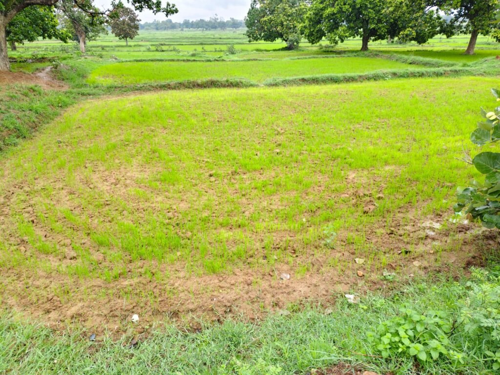 कम बारिश से चिंतित हुए गौरगांव के किसान, धान की बुआई और फसल पर मंडराया संकट