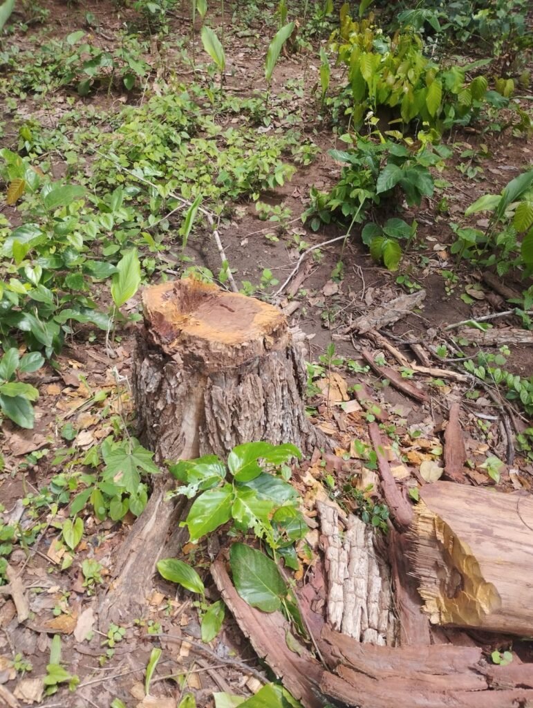 उदंती सीतानदी टाइगर रिजर्व में तस्करों पर सख्ती, वहीं सामान्य वन मंडल के पथर्री जंगल में अवैध कटाई जारी