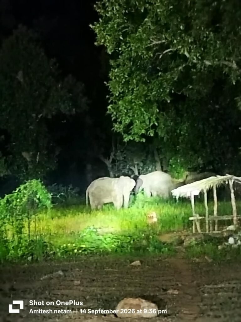 हाथियों के आतंक से सहमे किसान: करीब 10 एकड़ धान की फसल बर्बाद, मुआवजे की राशि पर उठे सवाल