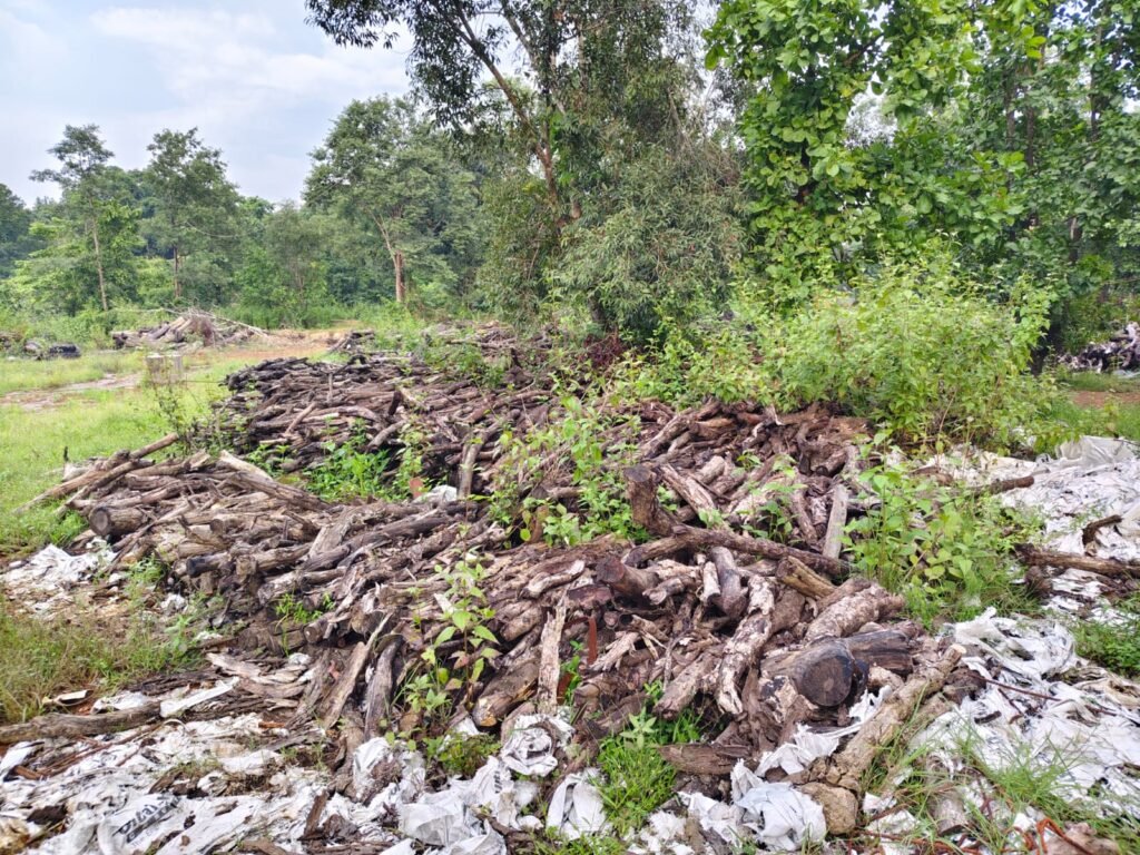 दो साल से डंप लकड़ियां सड़ रहीं, लाखों के राजस्व नुकसान की आशंका